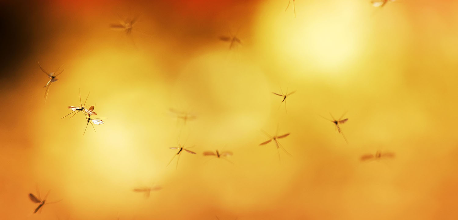 President’s Malaria Initiative (PMI) VectorLink